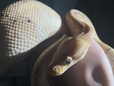 Banana Ball Python wirh 5x2x2