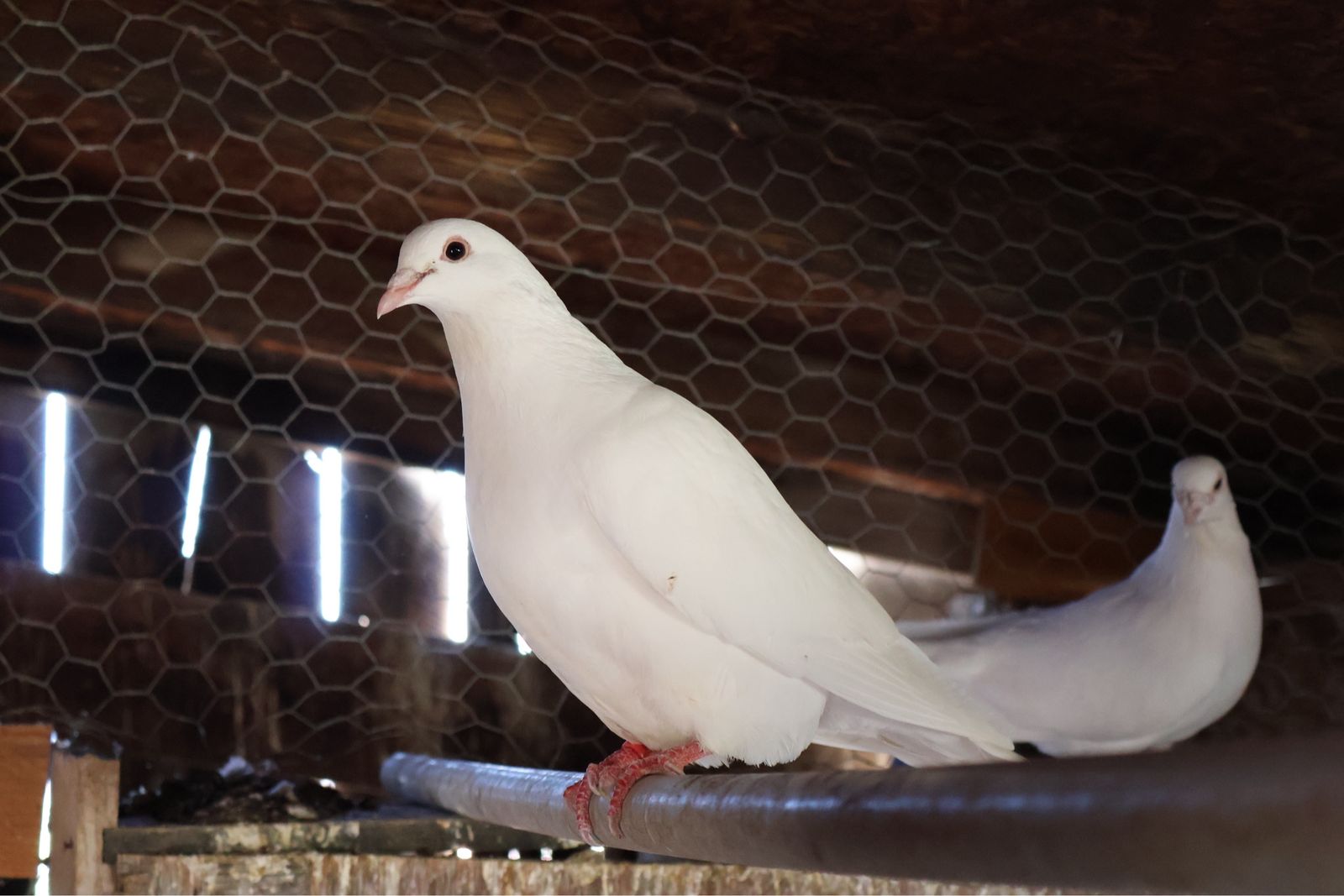 White pigeons