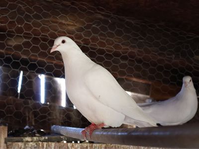 White pigeons