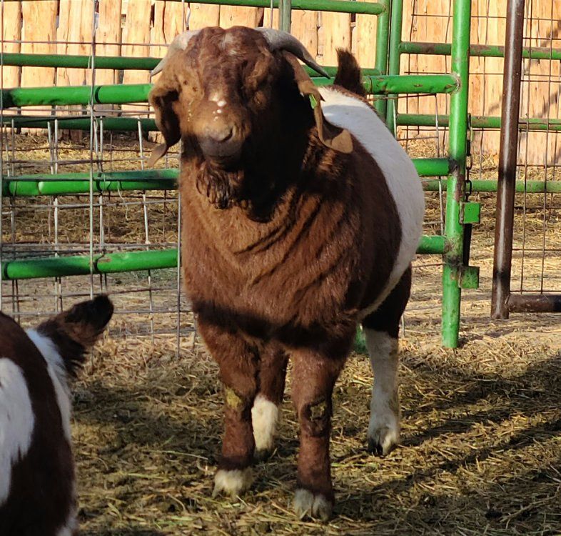 Registered Fullblood Boer Buck