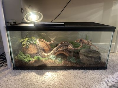 Spider Morph Female Ball Python **New home before I leave for College**
