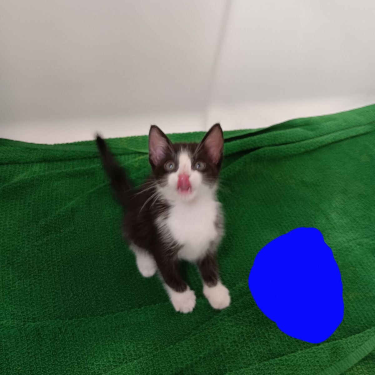 Adorable Kittens Looking for a Forever Home