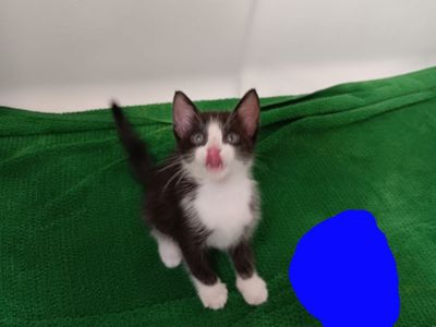 Adorable Kittens Looking for a Forever Home