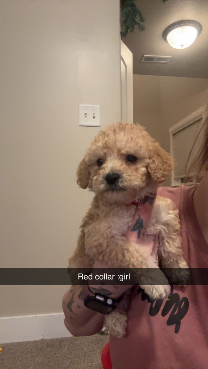 Medium Golden Doodles