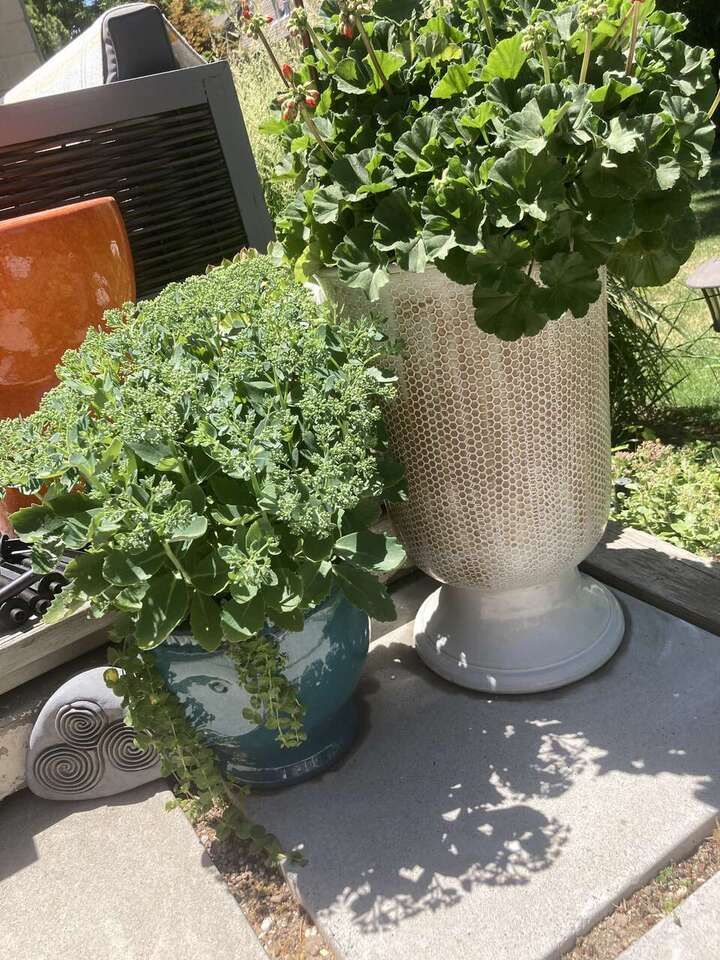 SUCCULENT & CACTUS PLANTS POTTED