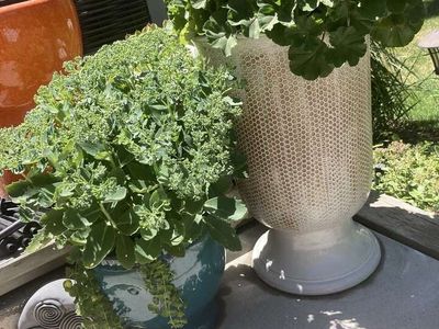 SUCCULENT & CACTUS PLANTS POTTED