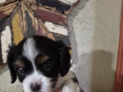 Cavalier King Charles Spaniel puppies