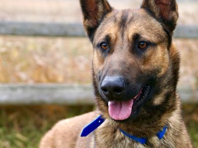 Aires Mal Cross - Great service dog potential