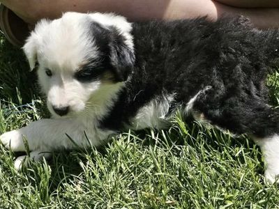 toy aussie poodle puppies