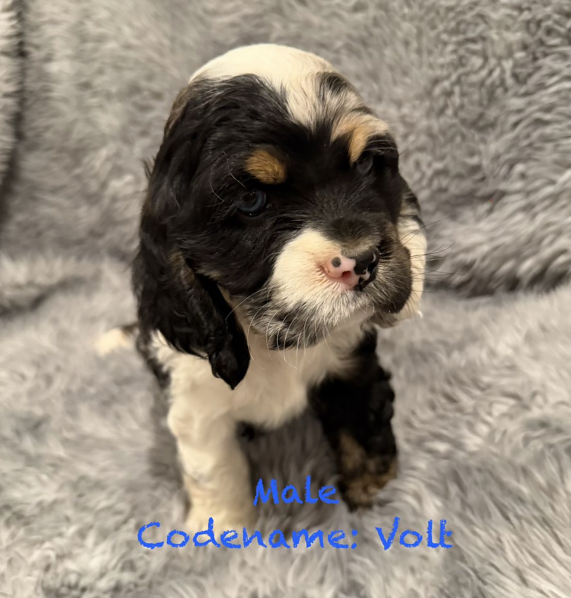 Adorable Cocker Spaniel Puppies - Male & Female - Various Colors - Ready for Loving Homes!