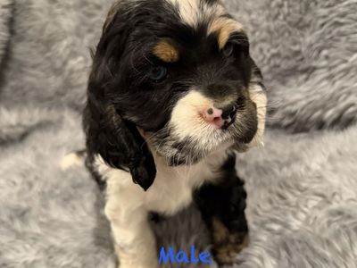 Adorable Cocker Spaniel Puppies - Male & Female - Various Colors - Ready for Loving Homes!