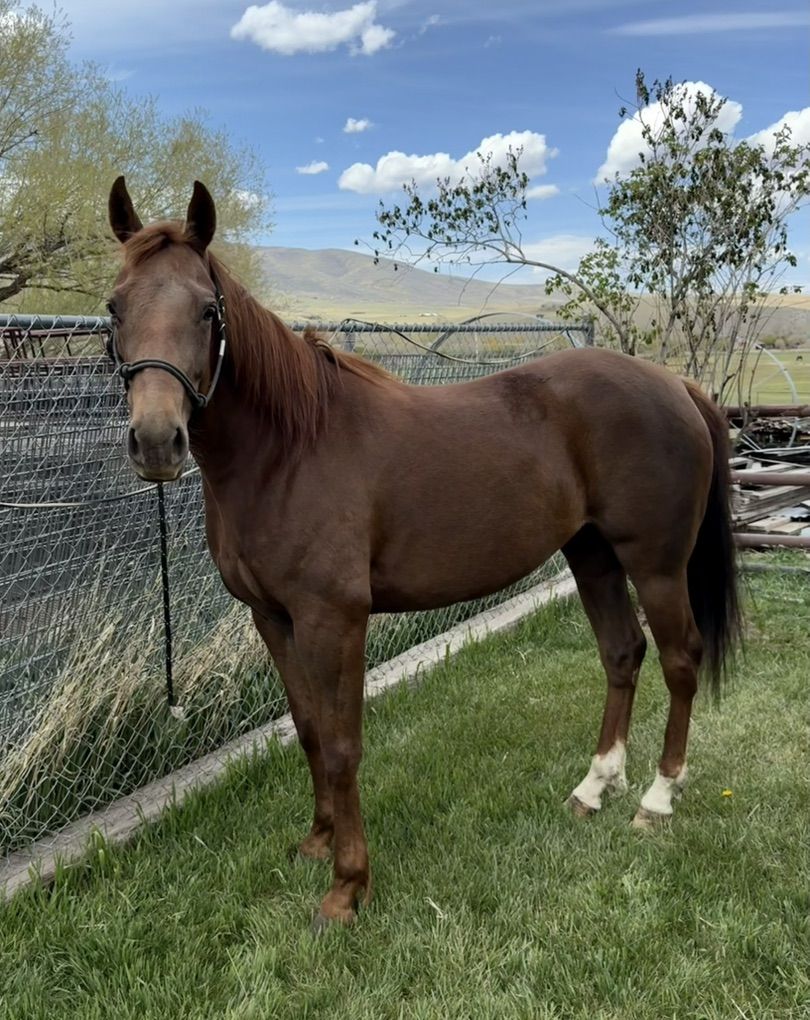 5 Year Old AQHA Mare