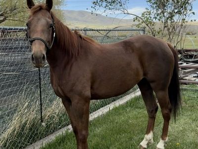 5 Year Old AQHA Mare