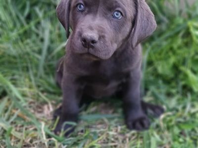 AKC Silver and Charcoal Labrador Retriever Puppies