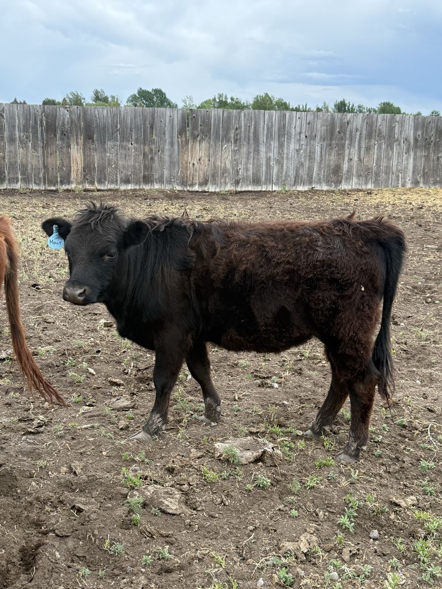 Highland cross yearling heifer