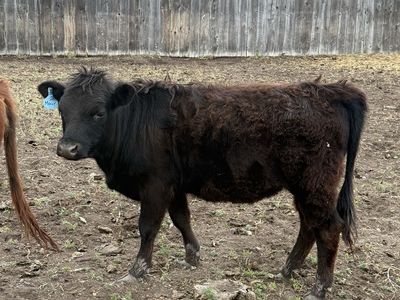 Highland cross yearling heifer
