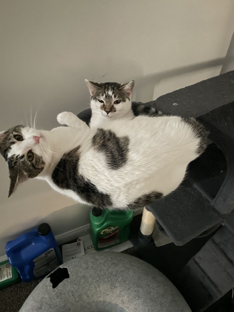 2 cats, food dishes, cat tower, toys