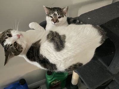 2 cats, food dishes, cat tower, toys