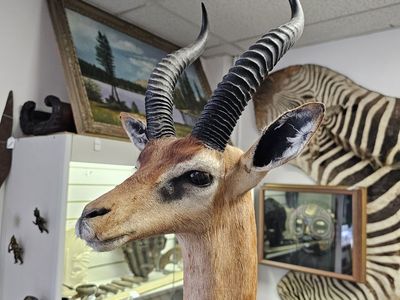 Gerenuk Taxidermy/Standing -Giraffe-Neck