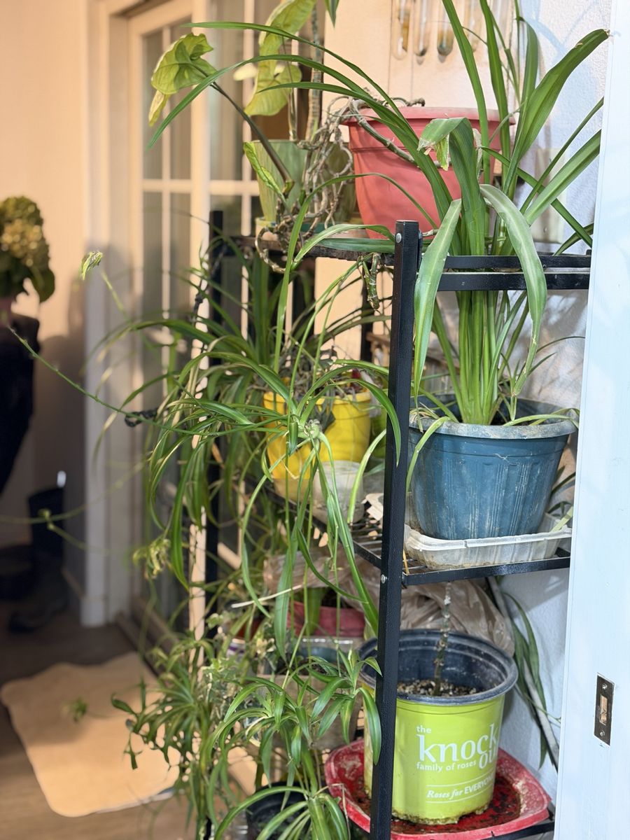 House plants