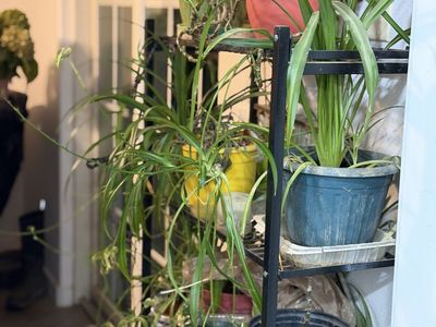 House plants