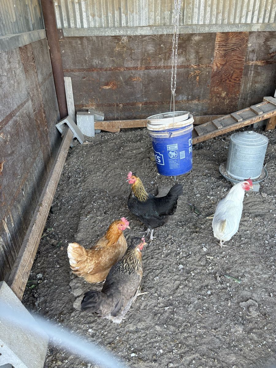 Chickens