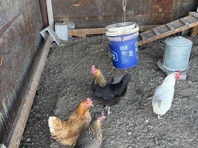 Chickens