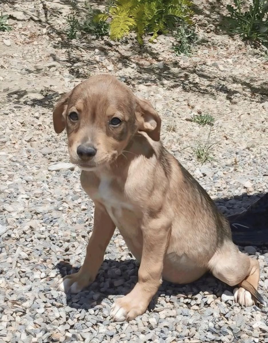 Capella, 3 month hound mix puppy