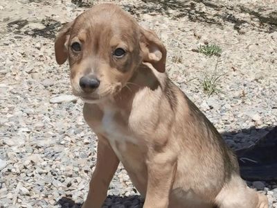 Capella, 3 month hound mix puppy