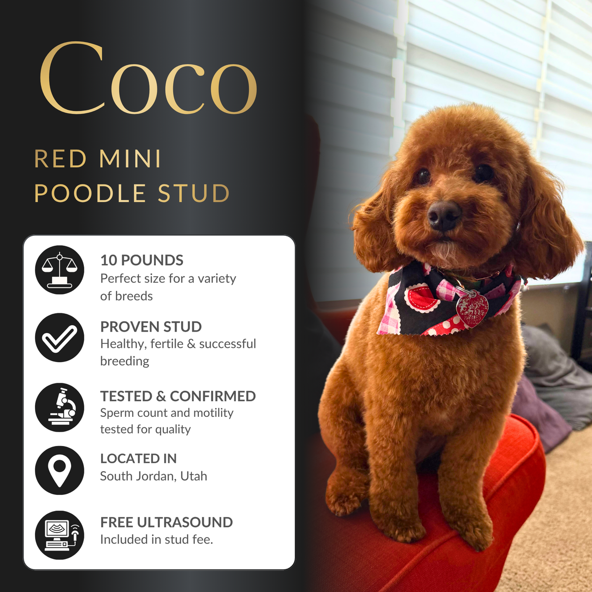 Mini Poodle Stud 100% Clear Of Disease Health Tested and Proven Success