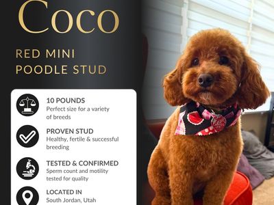 Mini Poodle Stud 100% Clear Of Disease Health Tested and Proven Success