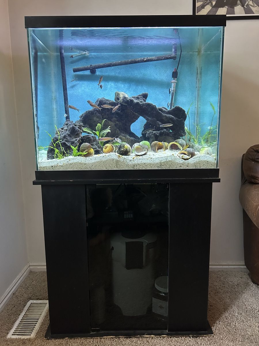 55 Gallon Tanganyikan Show Tank fully stocked