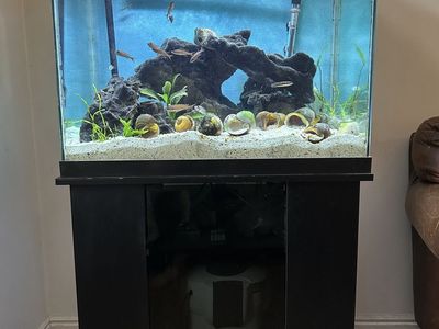 55 Gallon Tanganyikan Show Tank fully stocked
