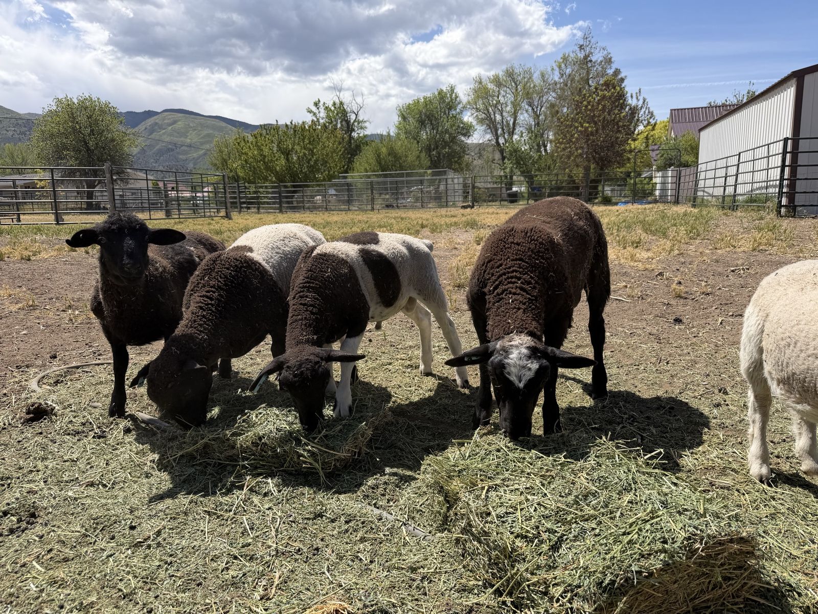 Dorper Ram Lambs