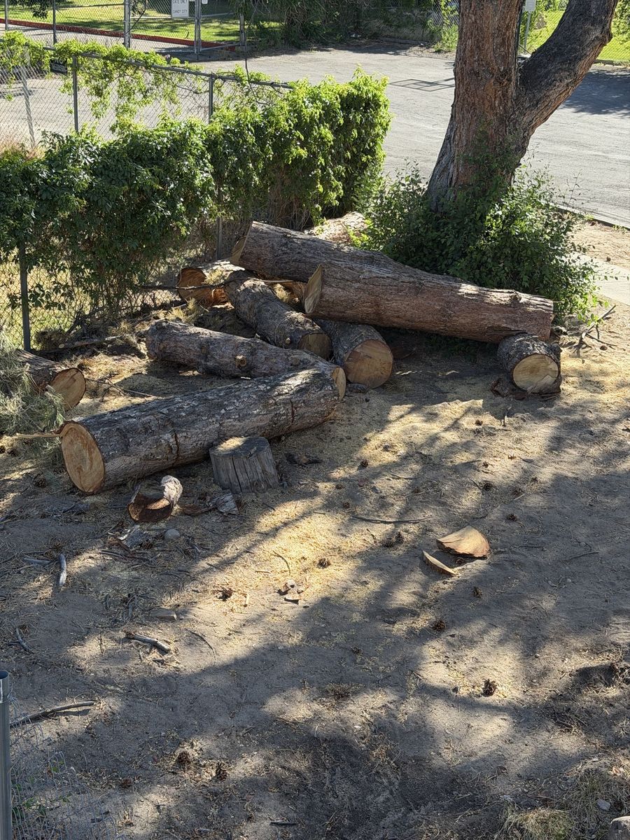 Free firewood