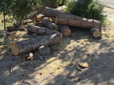 Free firewood