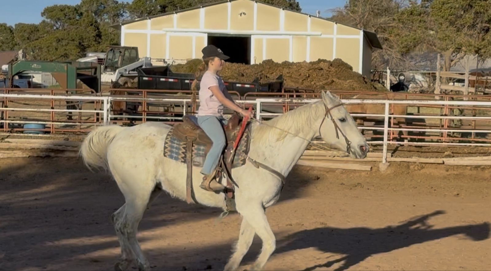 As Nice Of A Gelding As Youll Find!!