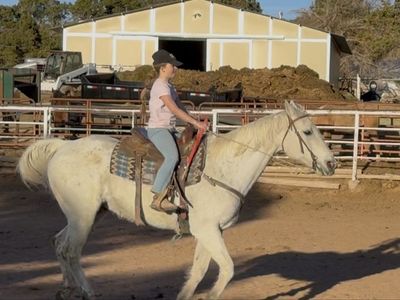 As Nice Of A Gelding As Youll Find!!