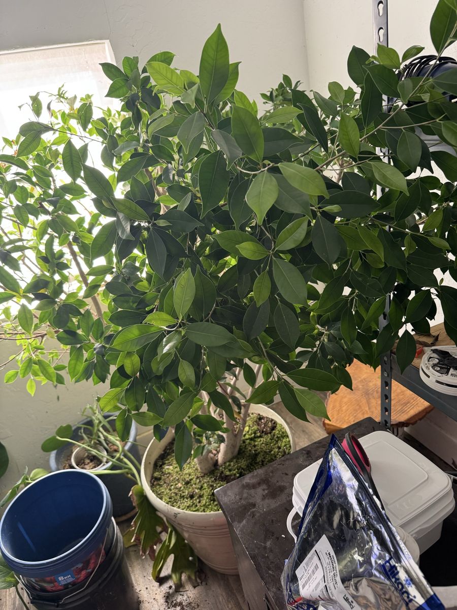 Large Potted Ficus Benjamina Houseplant in White Planter Pot
