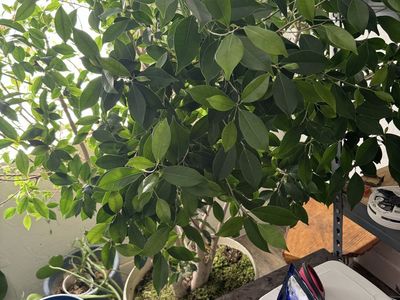 Large Potted Ficus Benjamina Houseplant in White Planter Pot