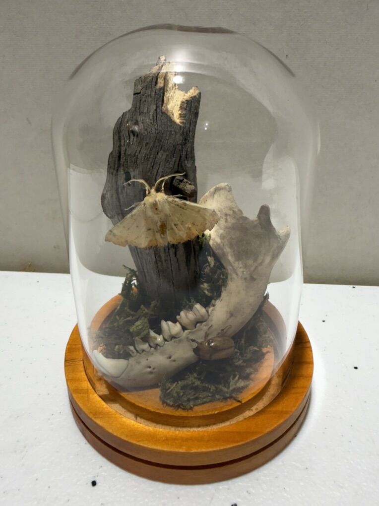 Insect Taxidermy Cloche Moth Beetle