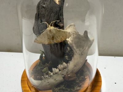 Insect Taxidermy Cloche Moth Beetle