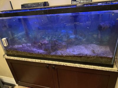 Salt Water Aquarium For Sale