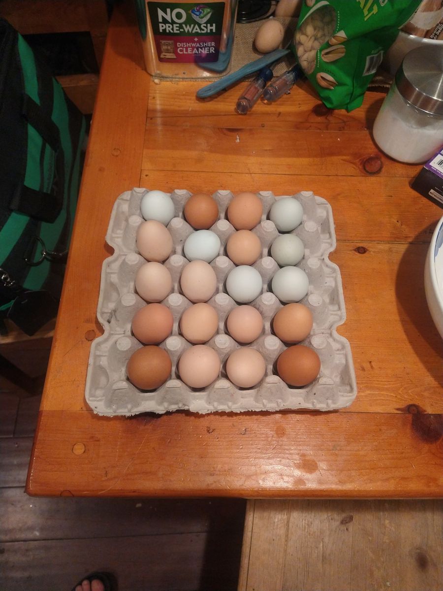 Fresh Backyard Eggs - Soy and Corn Free NON GMO