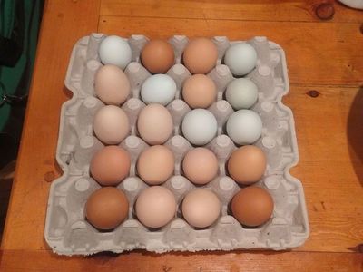 Fresh Backyard Eggs - Soy and Corn Free NON GMO