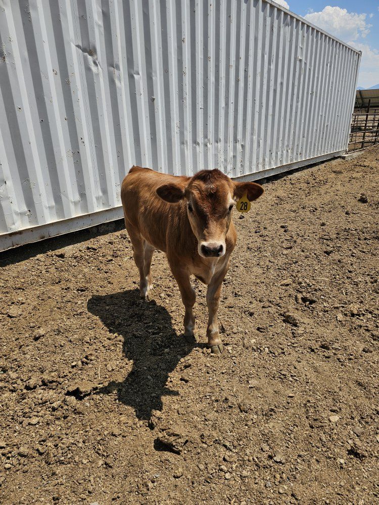 Jersey Steer