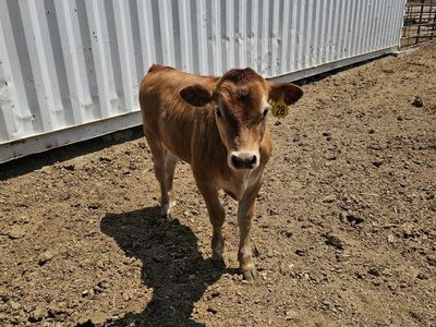Jersey Steer