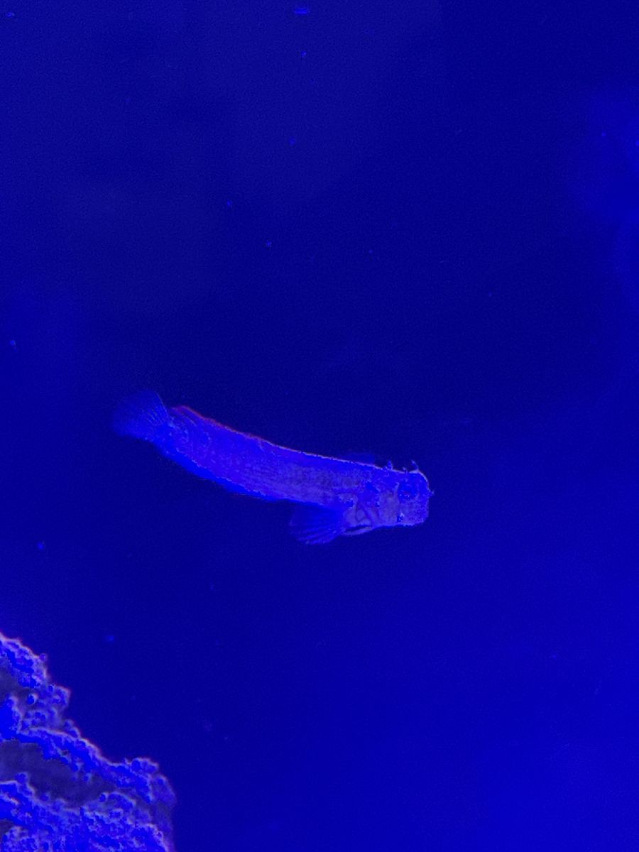 Lawnmover Blenny