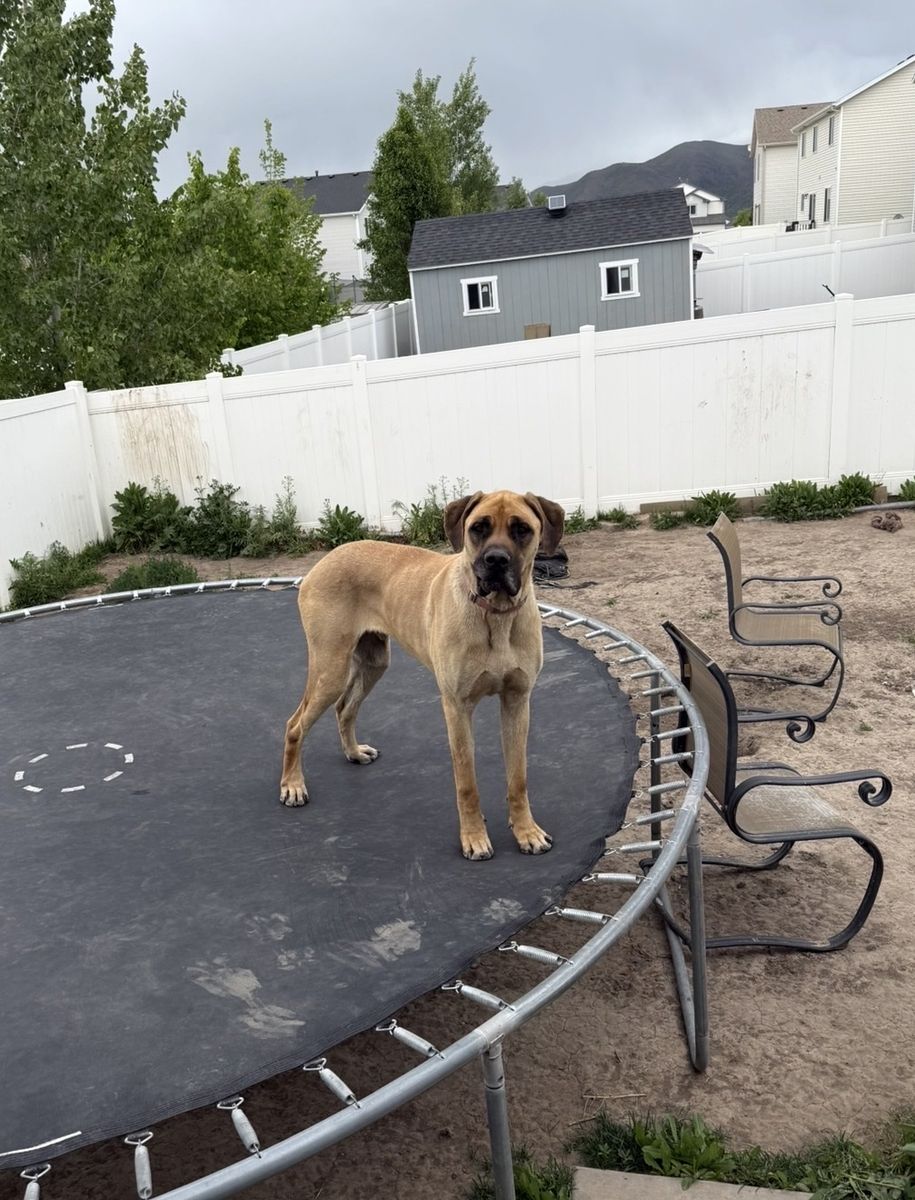 German shepherd husky and Great Dane mastiff