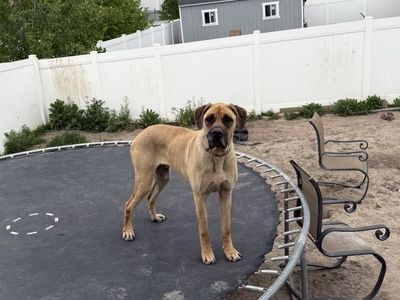 German shepherd husky and Great Dane mastiff